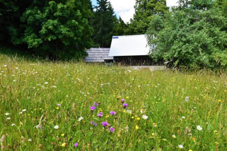 Téléchargez les photos : Meadow Javornica à Pokljuka, Slovénie avec de vieilles fleurs de centaurée à franges courtes (Centaurea nigrescens) - en image libre de droit