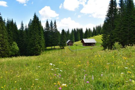 Téléchargez les photos : Prairie fleurie à Pokljuka, Slovénie avec de vieilles cabanes en bois - en image libre de droit