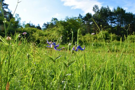 Téléchargez les photos : Clematis integrifolia bleu fleur sur une prairie - en image libre de droit