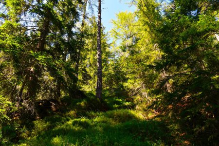 Téléchargez les photos : Forêt d'épinettes conifériennes (Picea abies) - en image libre de droit
