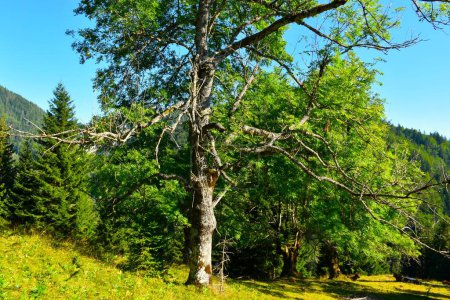 Téléchargez les photos : Frêne commun (Fraxinus excelsior) sur une prairie - en image libre de droit