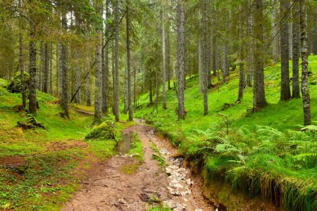 Téléchargez les photos : Sentier menant à travers une forêt de conifères d'épinettes à Pokljuka, Slovénie - en image libre de droit