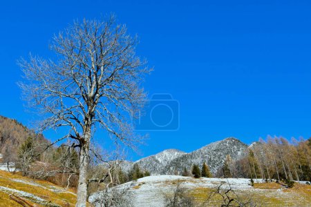 Téléchargez les photos : Frêne commun (Fraxinus excelsior) et une prairie et un pic enneigé dans les montagnes Karavanke à Srednji vrh, Gorenjska, Slovénie - en image libre de droit
