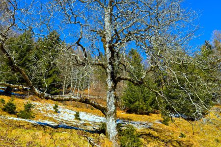 Téléchargez les photos : Chêne sessile (Quercus petraea) sans feuilles sur une prairie - en image libre de droit