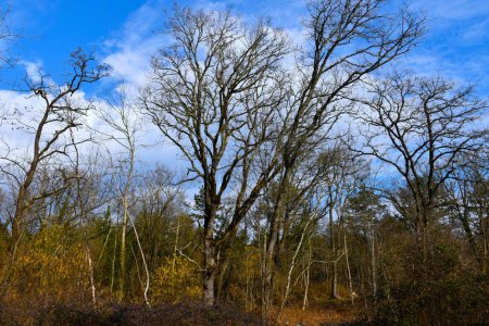 Hohe Eichen in einem Wald und blühende Haselnussbäume (Corylus avellana)