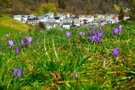 Meadow wit purple spring crocus (Crocus vernus) flowers in selective focus and a village in the background