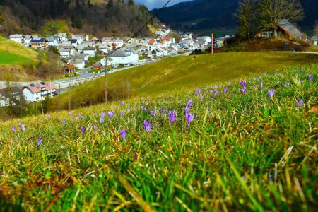 Meadow with purple spring crocus (Crocus vernus) flowers in selective focus above Gorenja vas village in Gorenjska, Slovenia