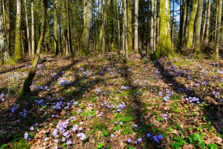 Forest floor with purple liverwort (Anemone hepatica) flowers on the ground