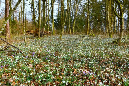 European temperate, deciduous forest with white snowdrop (Galanthus nivalis) spring flowers on the ground