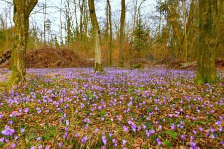 Bosque de carpe europeo con flores de cocodrilo de primavera púrpura (Crocus vernus)