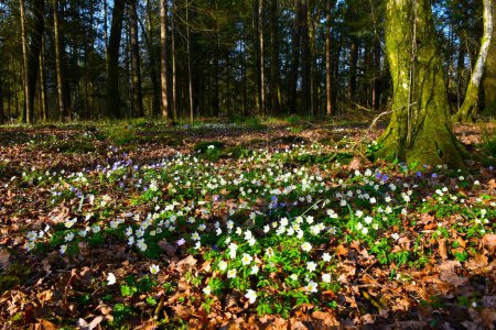 White wood anemone (Anemonoides nemorosa) spring flowers covering the forest floor