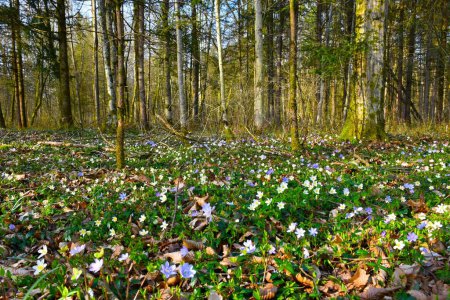 White wood anemone (Anemonoides nemorosa) and blue liverwort (Anemone hepatica) spring flowers in a temperate forest