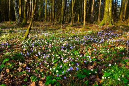 Waldboden bedeckt mit Frühlingsblumen mit Anemonoides nemorosa und blauem Leberkraut (Anemone hepatica))
