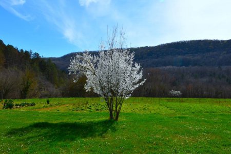 White blooming cherry tree on a meadow in Dragonja, Istria, Primorska, Slovenia with forest covered hills above