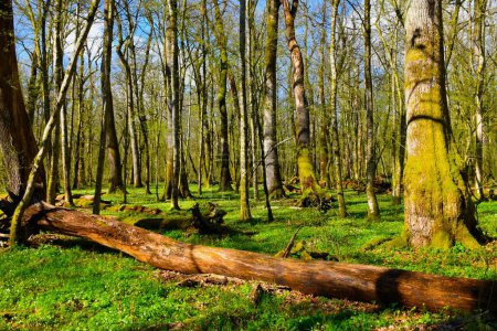 Foto de Hermoso bosque de hoja ancha y caducifolio de Krakov en primavera en Dolenjska, Eslovenia con árboles de roble pedunculado (Quercus robur) - Imagen libre de derechos