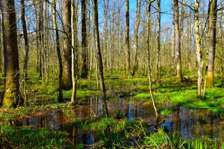 Téléchargez les photos : Forêt humide de Krakov au printemps à Dolenjska, Slovénie - en image libre de droit
