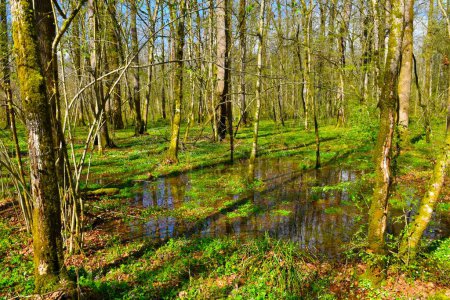 Hermoso bosque pantanoso de humedales en primavera con una capa herbácea exuberante con flores blancas de primavera que cubren el suelo en Dolenjska, Eslovenia