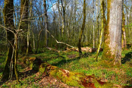 Árbol de roble pedunculado (Quercus robur) iluminado por la luz del sol en el antiguo bosque de Krakov en Dolenjska, Eslovenia en primavera