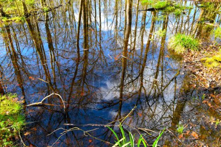 Foto de Reflejo de los robles en las aguas del pantano en el bosque de Krakov en Dolenjska, Eslovenia - Imagen libre de derechos