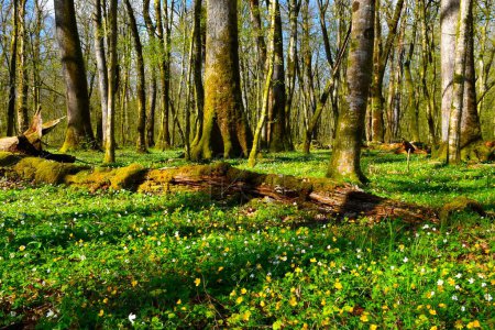 Téléchargez les photos : Forêt humide ancienne de Krakov avec des fleurs jaunes et blanches en couche herbacée et des chênes pédonculés (Quercus robur) à Dolenjska, Slovénie - en image libre de droit