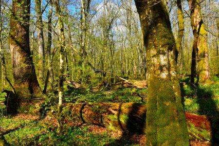 Foto de Árboles de roble pedunculado (Quercus robur) y carpe (Carpinus betulus) y árboles caídos en descomposición en el suelo en primavera en el bosque antiguo de Krakov en Dolenjska, Eslovenia - Imagen libre de derechos