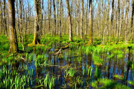 Foto de Krakovski gozd wetland floodplain swamp forest with pedunculate oak (Quercus robur) in Dolenjska, Slovenia in spring - Imagen libre de derechos