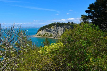 Vista de la bahía de la Luna en la costa del mar Adriático en la región Litoral, Eslovenia con un árbol de fresno de maná floreciente (Fraxinus ornus)