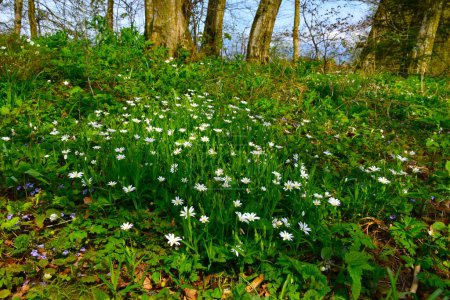 Grand sutchwort blanc (Rabelera holostea) fleurs de printemps