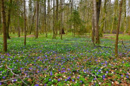 Blue lesser periwinkle (Vinca minor) and white wood anemone (Anemone nemorosa) spring flowers covering the forest ground
