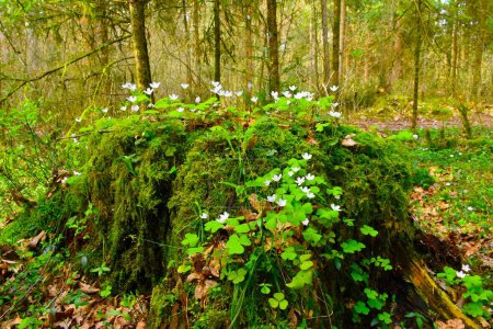 Photo for Wood sorrel (Oxalis acetosella) flowers covering a decaying stump - Royalty Free Image