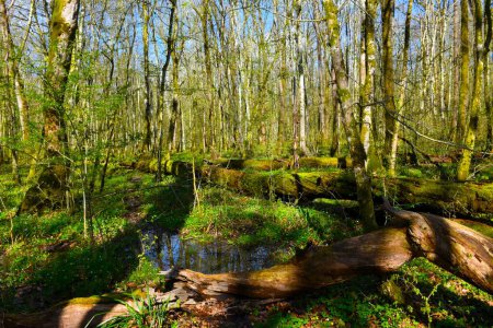 Krakov wetland swamp old-growth forest with fallen decomposing trees in spring in Dolenjska, Slovenia