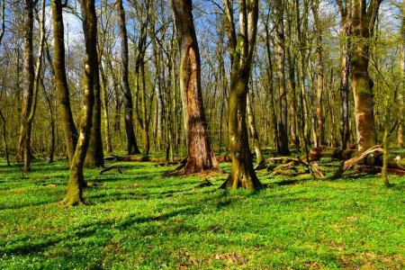 Forêt humide ancienne de Krakov au printemps avec des plantes herbacées recouvrant le sol à Dolenjska, Slovénie