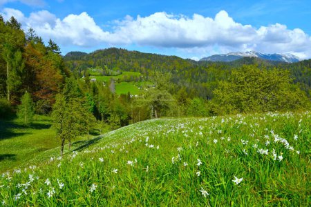 Wiese mit weißen Narzissenblüten des Dichters am Plavski Rovt in den Karawanken in Gorenjska, Slowenien