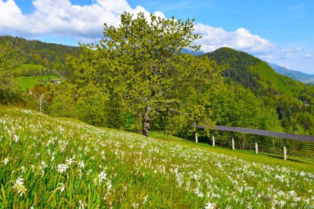 Prairie avec des fleurs de jonquille de poète en fleurs blanches et une cerise douce