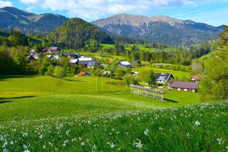 Field with white blooming poet's daffodil flowers in Karavanke mountains in SLovenia and Plavski Rovt village