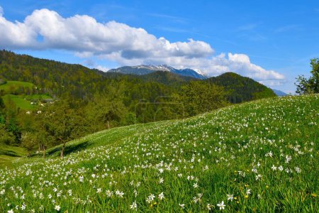 Feld mit weiß blühenden Narzissenblüten mit Gipfeln in den Karawanken in Gorenjska, Slowenien