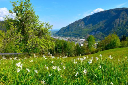 Vue de la ville de Jesenice et de Mezakla ci-dessus depuis les montagnes Karavanke avec des fleurs de jonquille de poète dans une prairie à Gorenjska, Slovénie