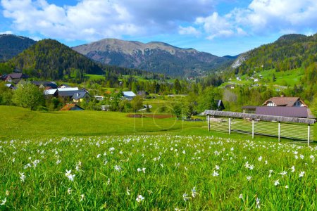 Vue sur le village de Plavski Rovt et Golica dans les montagnes Karavanke à Gorenjska, Slovénie au printemps avec une prairie avec des fleurs de jonquille de poète