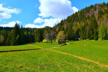 Wiese in den Karawanken im Frühling in Gorenjska, Slowenien