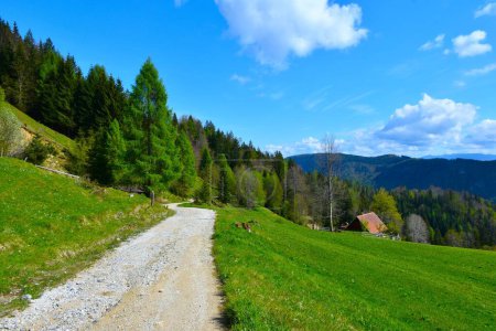 Schotterstraße, die an Wiesen in den Karawanken vorbei in einen Wald in Gorenjska, Slowenien führt