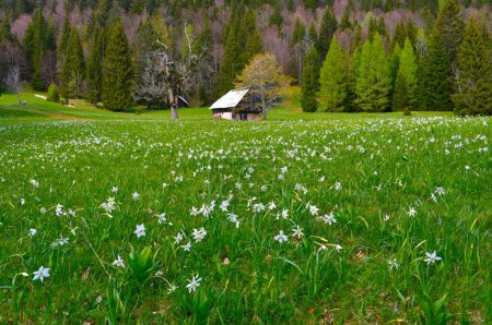 Prairie aux jonquilles de poète dans les montagnes de Karavanke, Gorenjska, Slovénie