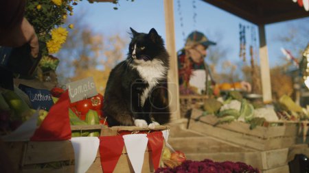 Téléchargez les photos : Chat noir et blanc assis sur une boîte avec des tomates, sent les fleurs et apprécie leur parfum, passe du temps avec les gens sur le marché fermier. - en image libre de droit