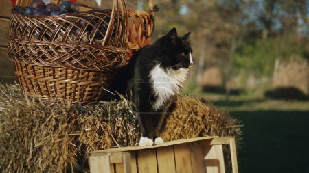 Photo for Black and white cat sits on haystack with basket of fruits or vegetables, looks around on passed peoples, relax and feels happy on fresh air - Royalty Free Image