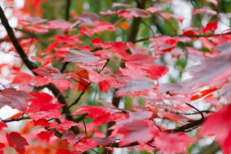 Téléchargez les photos : Feuilles rouges sur un arbre en automne après la pluie. - en image libre de droit