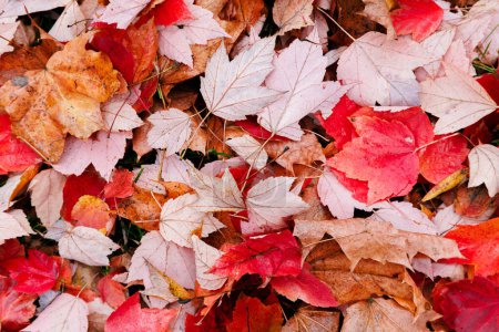 Téléchargez les photos : Texture des feuilles rouges et roses en gros plan dans le parc. Automne automne coloré fond de feuillage. - en image libre de droit
