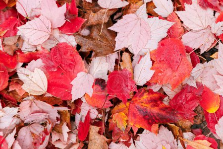 Téléchargez les photos : Texture des feuilles rouges et orange dans le parc. Automne automne coloré fond de feuillage. - en image libre de droit