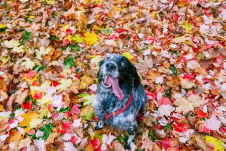 Téléchargez les photos : Setter anglais noir et blanc sur les feuilles colorées d'automne dans le parc. - en image libre de droit