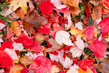 Téléchargez les photos : La texture des feuilles rouges et orange laisse une texture plus ou moins épaisse dans le parc. Automne automne coloré fond de feuillage. - en image libre de droit