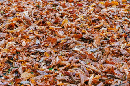 Téléchargez les photos : Texture des feuilles orange. Automne automne jaune fond de feuillage. - en image libre de droit