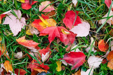 Téléchargez les photos : Feuilles rouges sur la texture verte de l'herbe dans le parc. Automne automne coloré fond de feuillage. - en image libre de droit